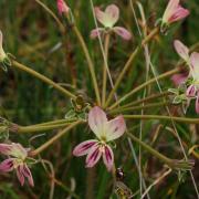 Pelargonium triste, KRCA